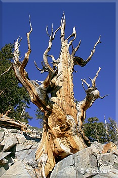 Abgestorbener Bristlecone Pine